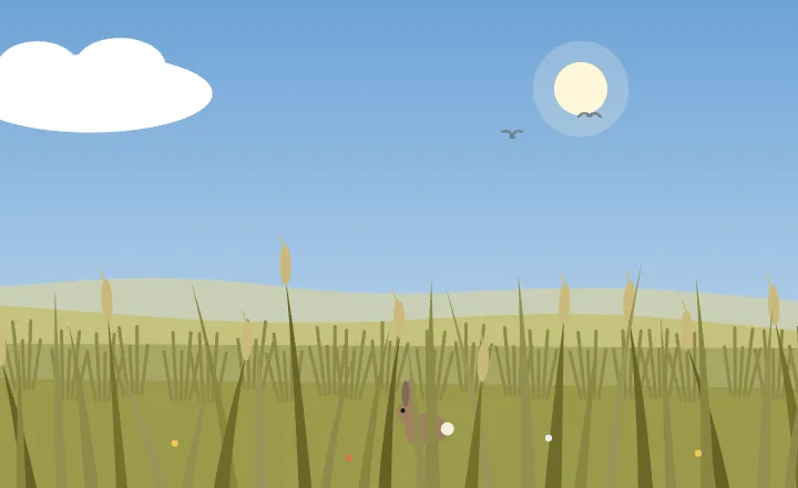 Grassland in summer